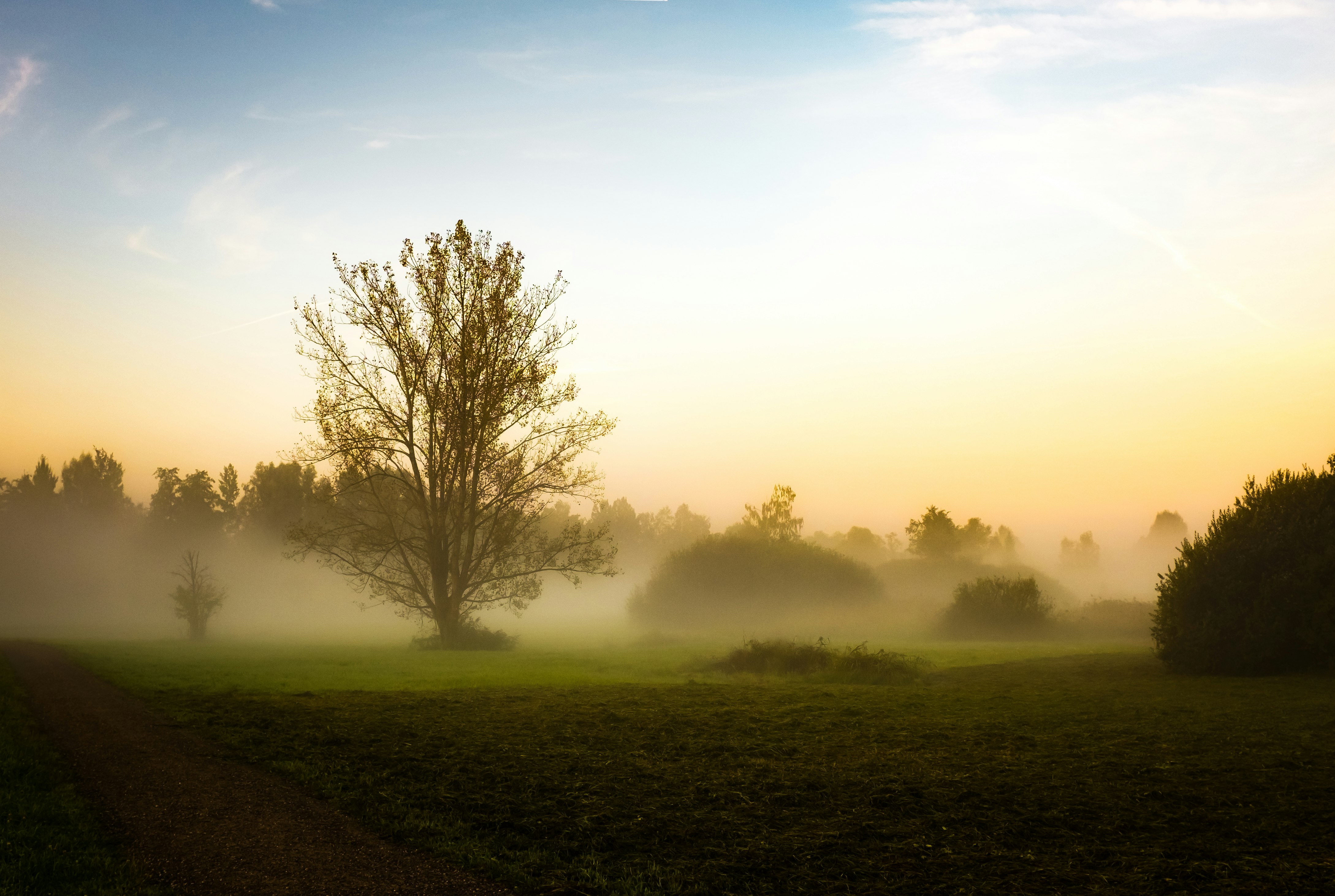 trees and hedges in foggy weather